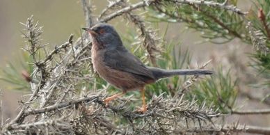 Dartford Warbler in gorse at Morden Bog NNR.