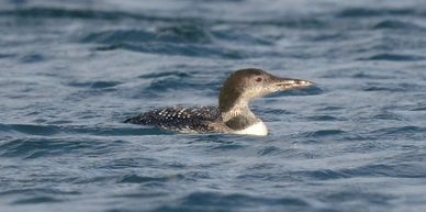Great Northern Diver at Portland Castle.