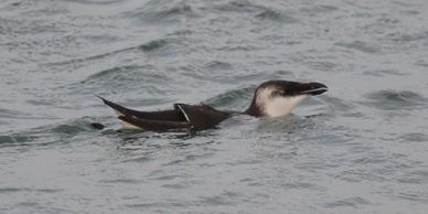 Razorbill (Alca torda) in Portland Harbour.