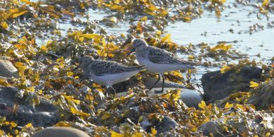 Sanderling amongst the rocks at Portland Harbour