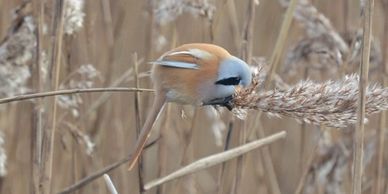 Bearded Readling (Panurus biarmicus) at Radipole RSPB.