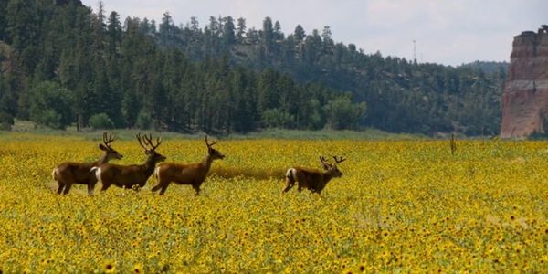 Bucks exploring the sunflower fields in Timberlake Ranch, Ramah, NM