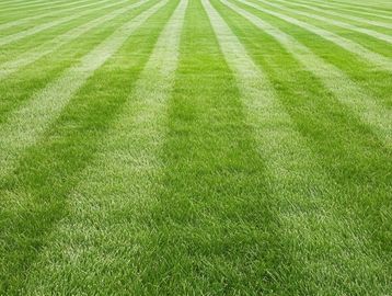 beautiful grass, clean cut mowing lines