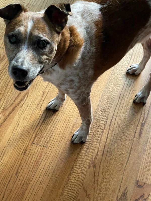 Australian Cattle dog