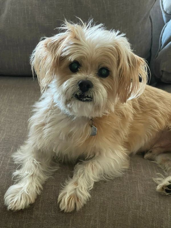 Shih Tzu dog