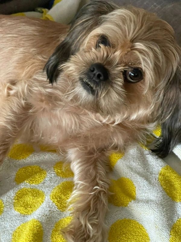 Shih Tzu
