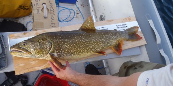 24 inch Dolly Varden caught by Jason Baird of  Stickleback Environmental Consulting Services