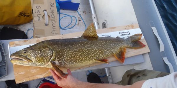 Large lake trout on measuring board, Government of Alberta tag visible.