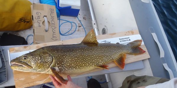 Large lake trout on measuring board, Government of Alberta tag visible.