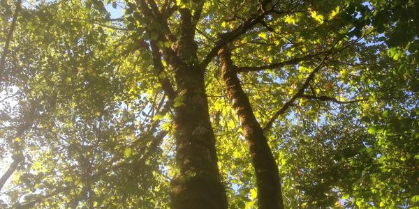 An arborist tree assessment