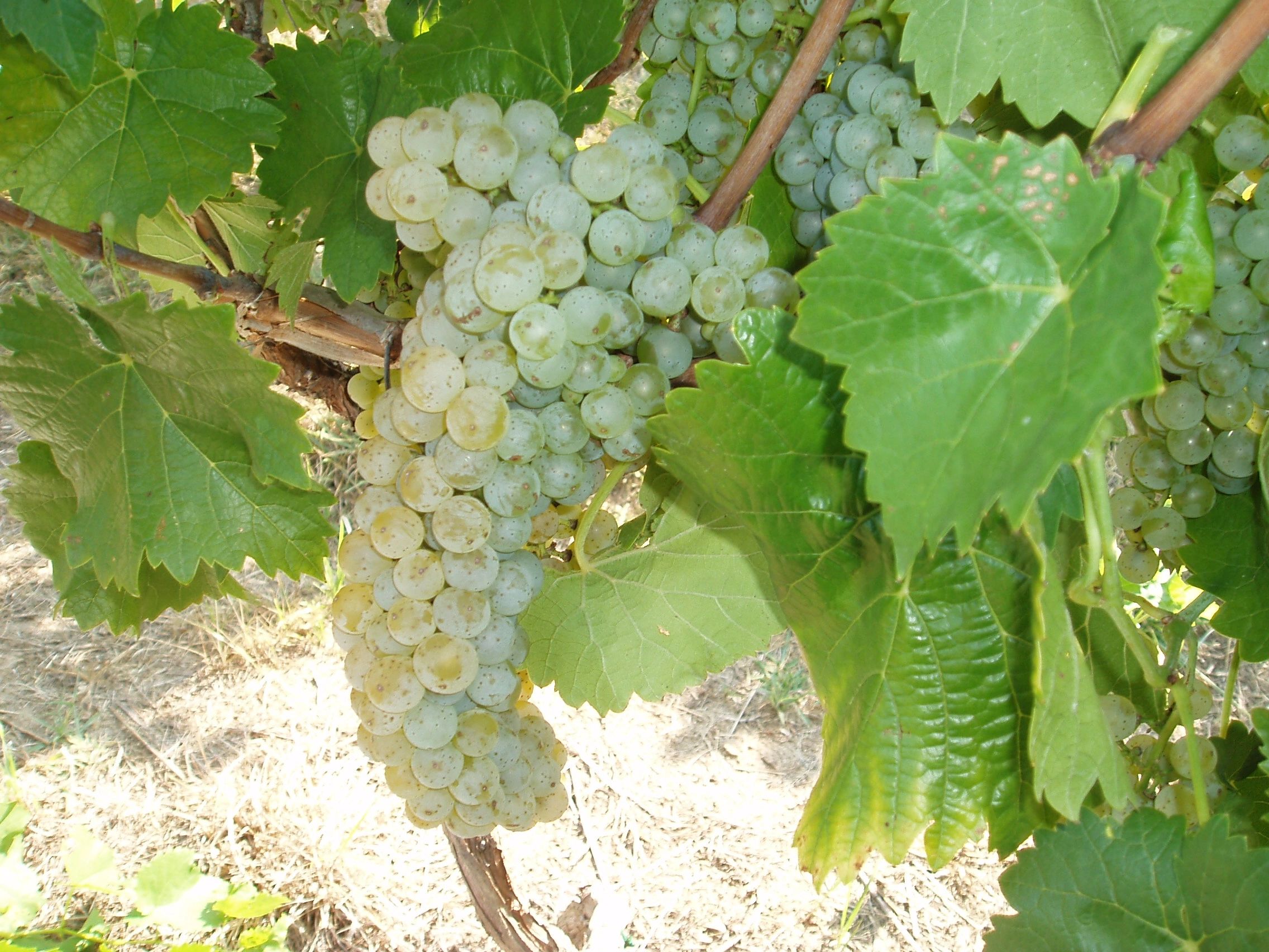 Bright Meadows Farm image