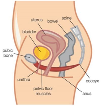 pelvic floor yoga anatomy