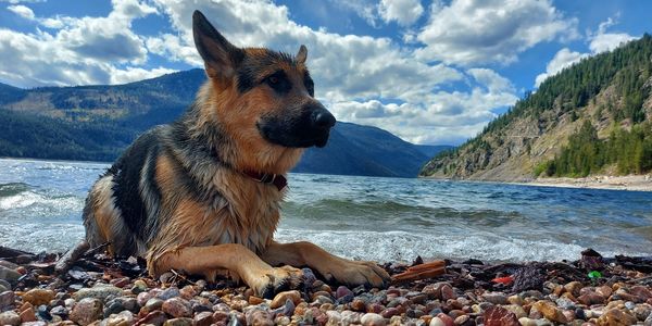 The pup, Jukka, relaxing on a beach after a swim