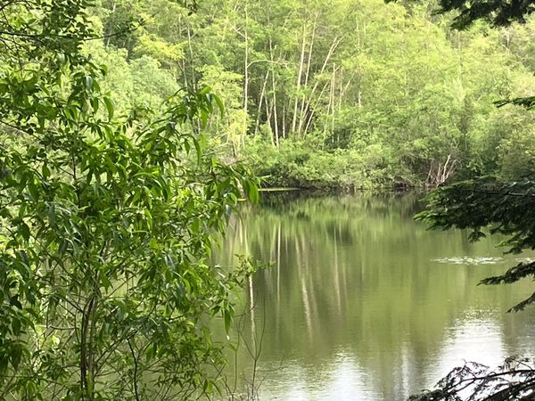 A peaceful forest scene featuring a calm, reflective lake surrounded by dense green trees