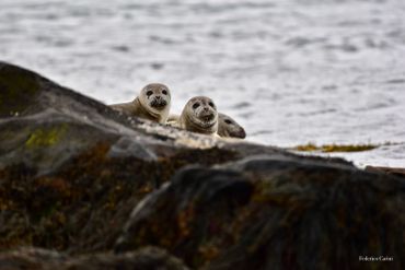 Grey seals beach life