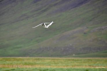 Arctic terns dancing