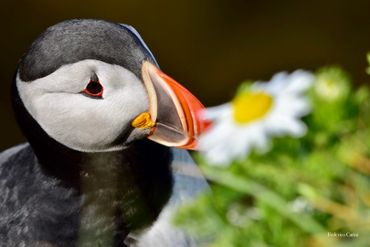 Puffin
