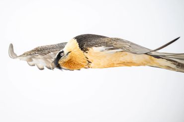 Bearded Vulture