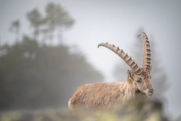 Alpine Ibex