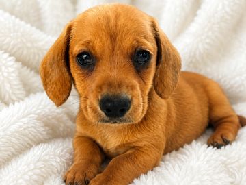 Miniature dachshund puppies 