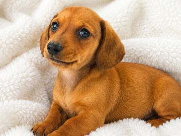 Miniature dachshund puppy on a white blanket 