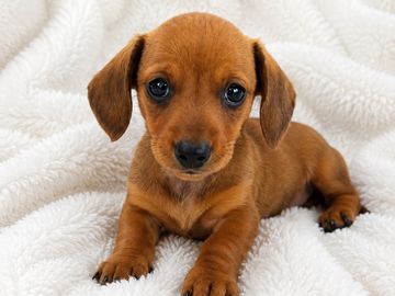 Miniature dachshund boy puppy 