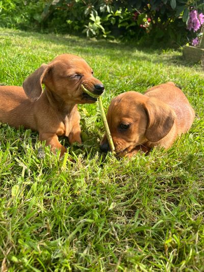 Miniature dachshund puppies on a lawy