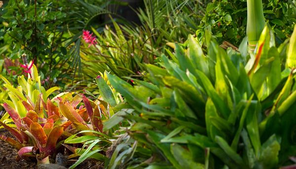 Vibrant tropical plants with lush green and reddish leaves in a garden.