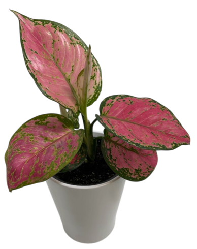 A potted plant with vibrant pink and green leaves in a white pot.
