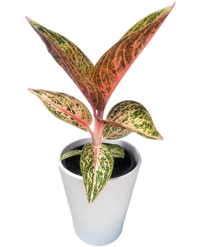 A potted plant with variegated pink and green leaves in a white pot.