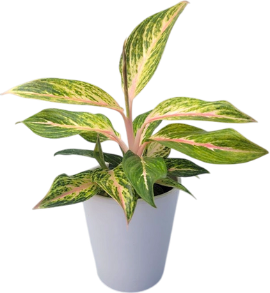 A variegated houseplant in a white pot with green and pink leaves.