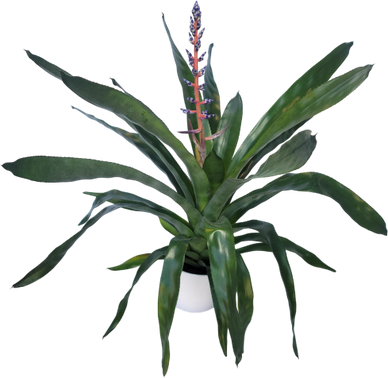 A green potted plant with long leaves and a central flower spike.