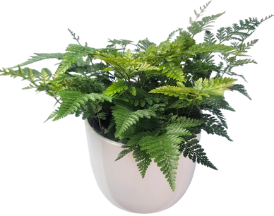 A lush green fern plant in a white pot.