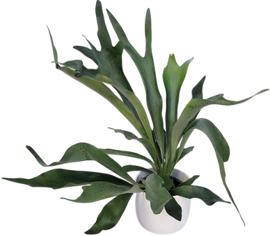 Green leafy plant in a white pot with long, broad leaves.