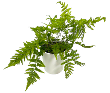 Lush green fern plant in a white ceramic pot.