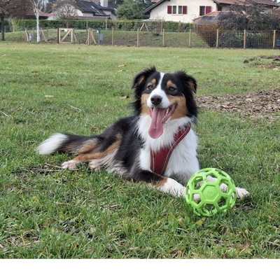 Chien allongé dans l'herbe avec un jouet vert.