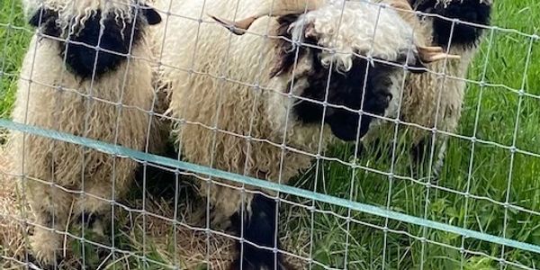 Three woolly sheep standing behind a wire fence in a grassy area.