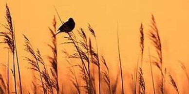 The Global Bird Fair held annually in Rutland at Rutland Water