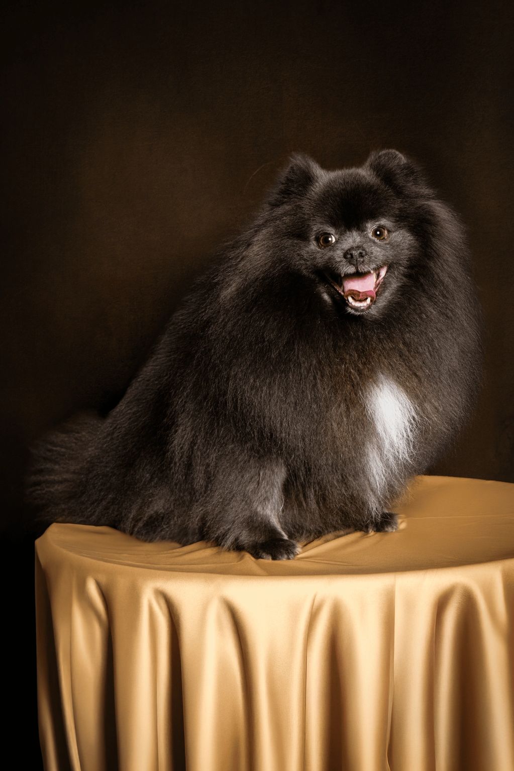 BALOO SANTIAGO

SPITZ ALEMÁN PEQUEÑO