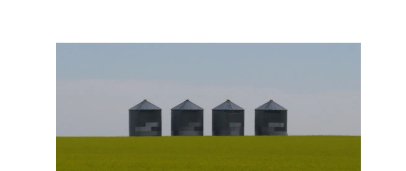 4 Grain Bins sit above a field in a yellow bloom