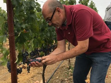 Our winemaker - Martin  Guerrero checking the health the Cabernet Sauvignon grapes  for this year. 