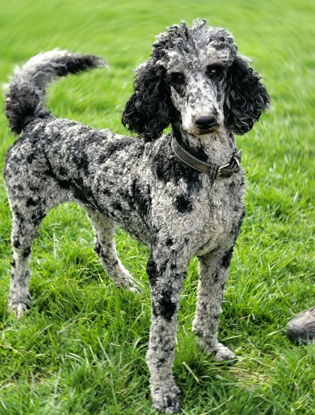 Merle Standard Poodle