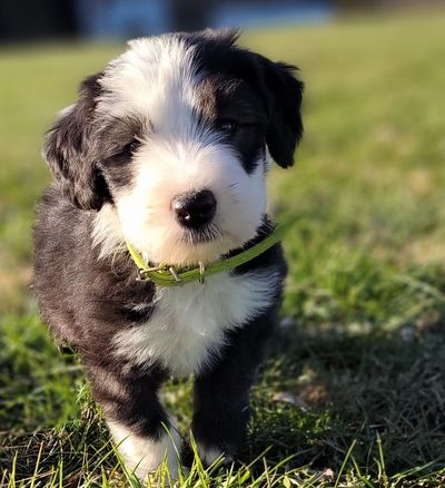 Sheepadoodle puppy