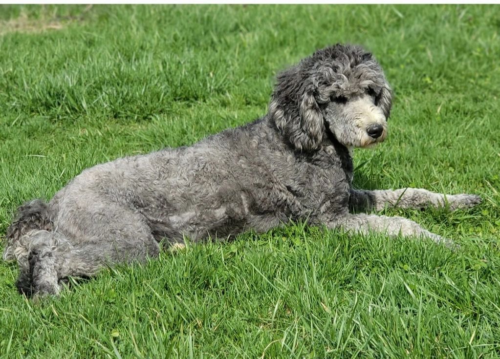 F1 Sheepadoodle