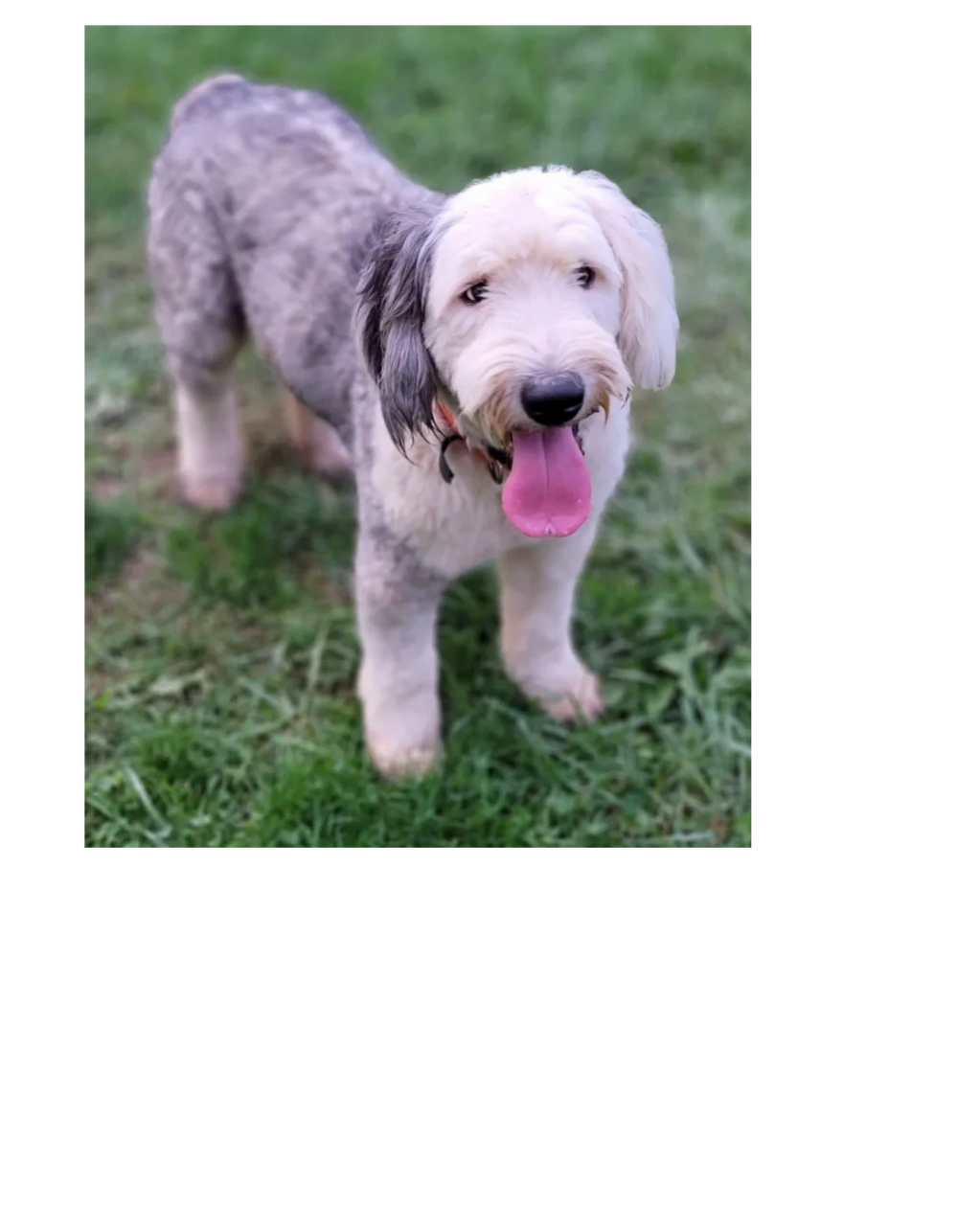 Baucoms He's My Buddy

Old English Sheepdog