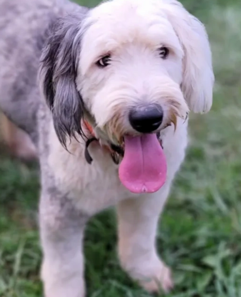 Baucoms He's My Buddy

Old English Sheepdog