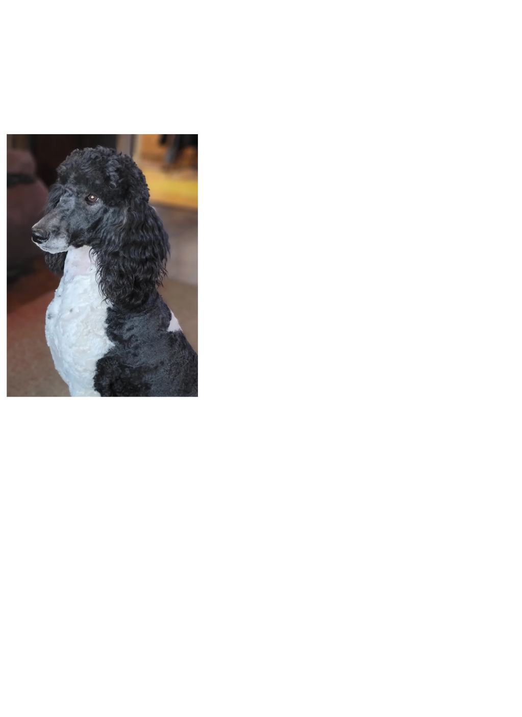 Standard Poodle