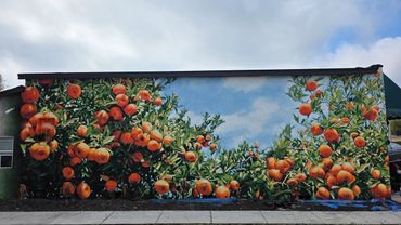 A mural of orange trees with ripe fruit on a building wall.
