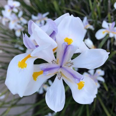 Morea Dietes Iridioides "Fortnight Lily"