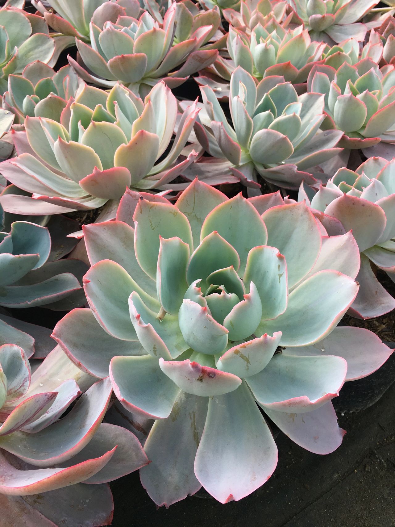 Plant Spotlight: Echeveria Afterglow, image size:1280x1707